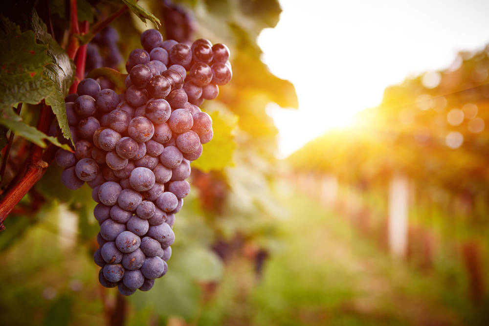 GEOGIANWINE
